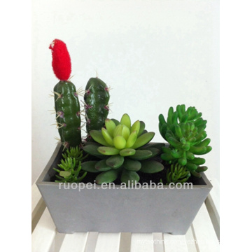 indoor and outdoor decorative succulent plants tropical plants